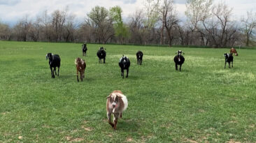 Field of goats