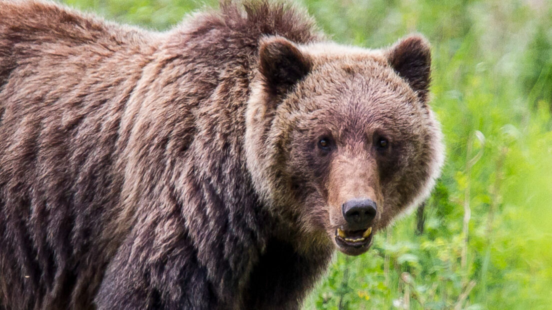 Grizzly Bear Safety Teen Kids News