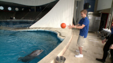 A dolphin tosses a ball to Scott