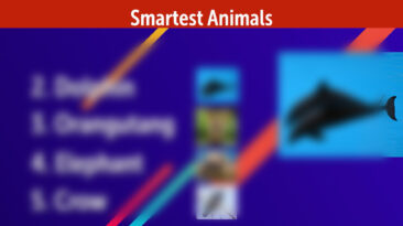 A list of the 5 smartest animals