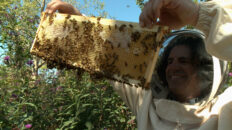 A beekeeper holds a tray of honey bees