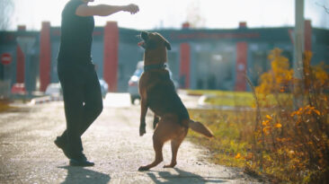 a dog jumping up to his owner