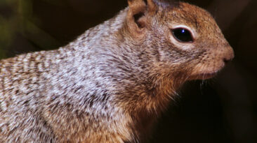 A rock squirrel