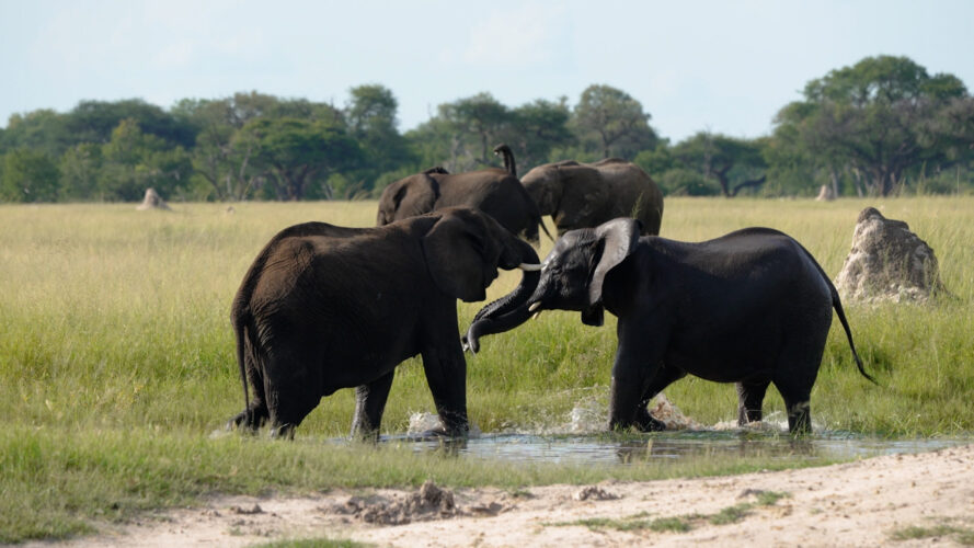 Elephants