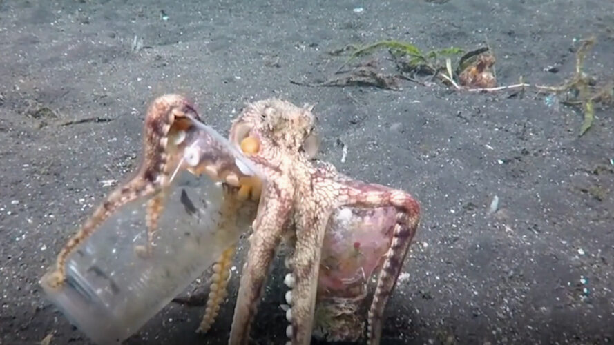 A small octopus with a plastic bottle caught on an arm, or leg depending on what an octopus has, I'm not sure