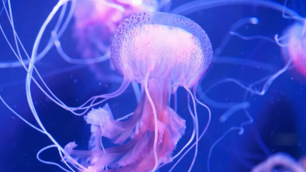 Jellyfish