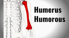 Funny bone