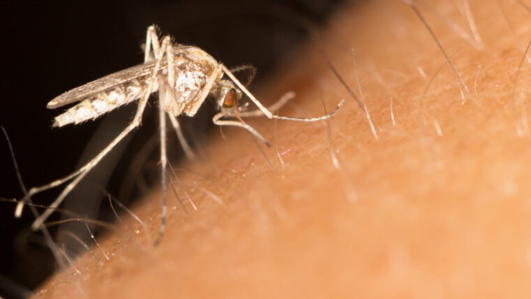 A biting mosquito