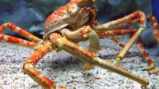Japanese Spider Crab
