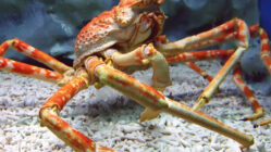 Japanese Spider Crab