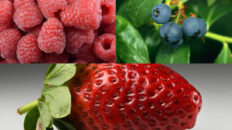 berries