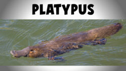 Behold! The Platypus!