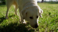 A cute doggie