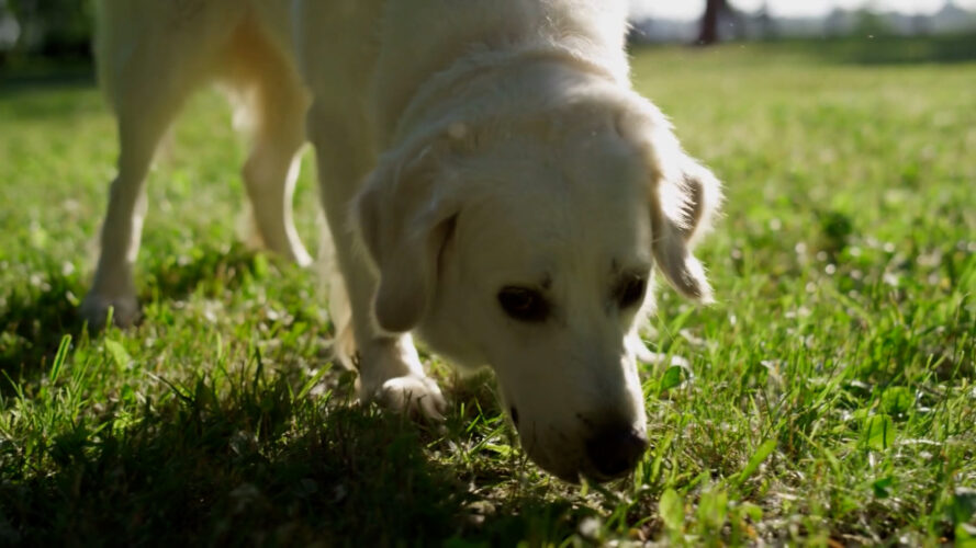 A cute doggie