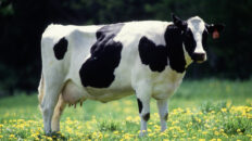 A dairy cow