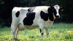 A dairy cow