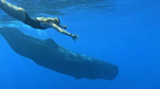 A swimmer with a blue whale