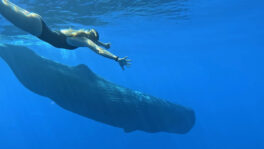 A swimmer with a blue whale