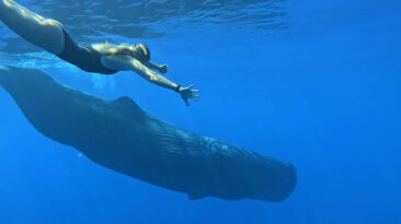 A swimmer with a blue whale