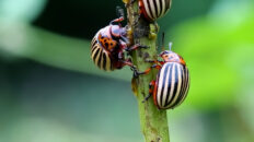 A yummy bug!