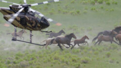 Wild horses chased by helicopter