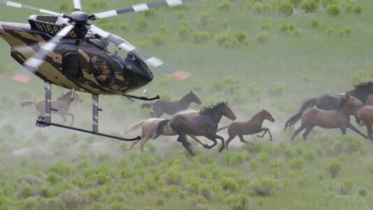Wild horses chased by helicopter