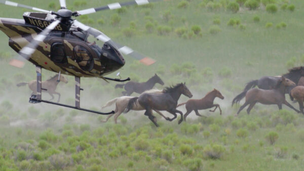 Wild horses chased by helicopter
