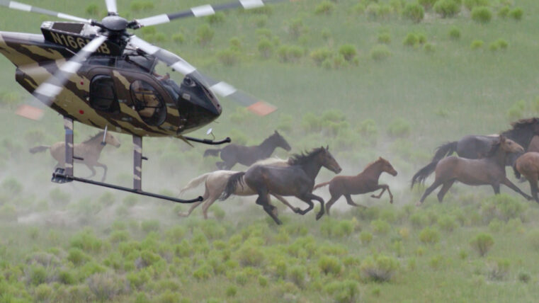 Wild horses chased by helicopter