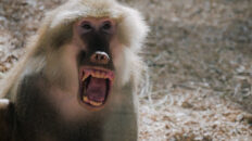 Baboon