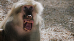 Baboon