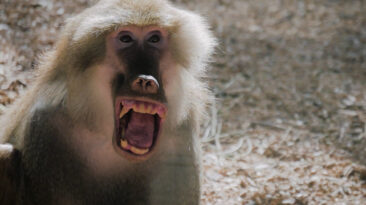 Baboon