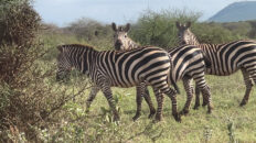 Zebras on safari