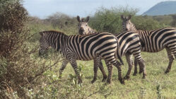Zebras on safari