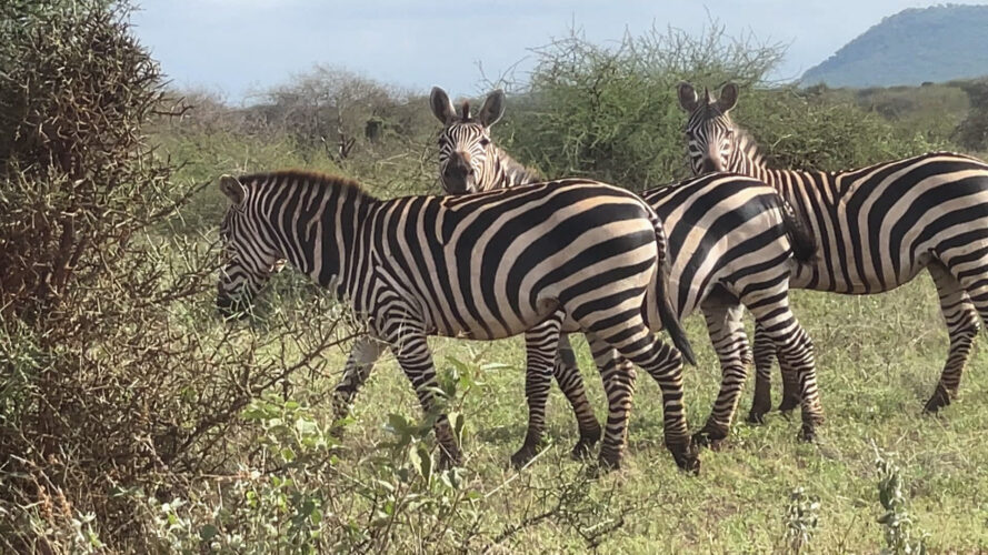 Zebras on safari