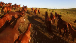 Stampeding horses