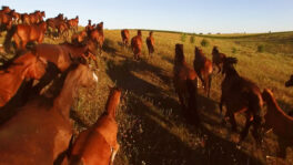 Stampeding horses