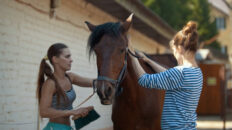 Two girls grooming a horse