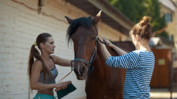 Two girls grooming a horse