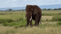Kenyan Elephant