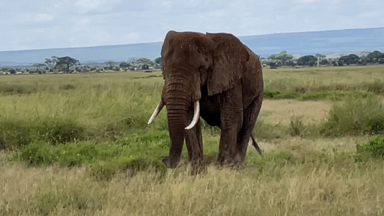 Kenyan Elephant