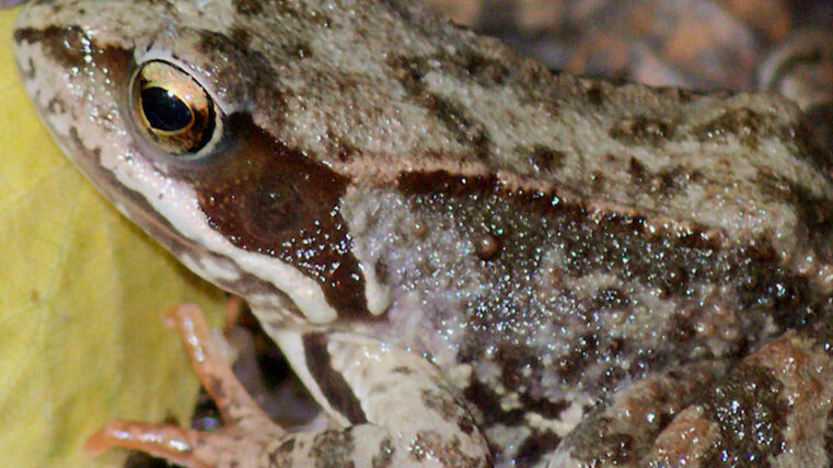 Moor frog