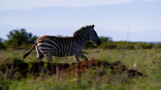 Kenyan Zebra