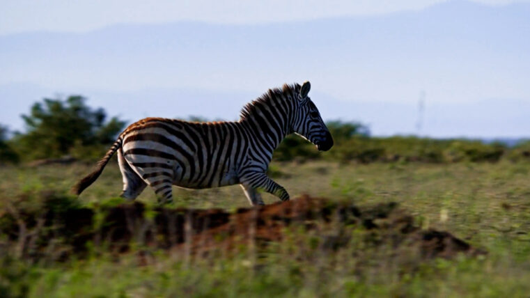 Kenyan Zebra