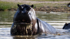 Hippo!
