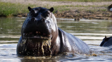 Hippo!