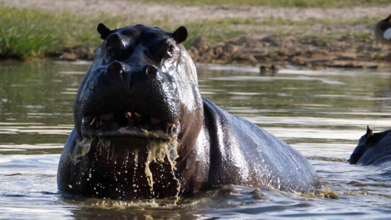 Hippo!