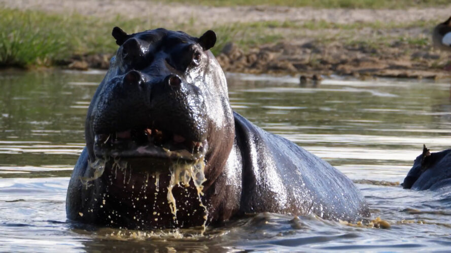 Hippo!