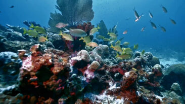 A reef in Mexico