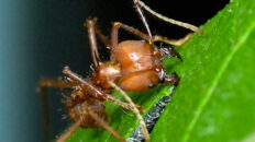 Leaf Cutter Ant