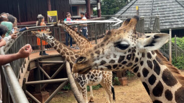 Giraffes